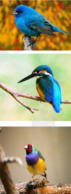 elaro Nuvali - Ayala Land Premier